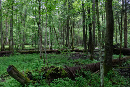 Old natural deciduous stand in spring with old oak and hornbeam tree, Bialowieza Forest, Poland,...
