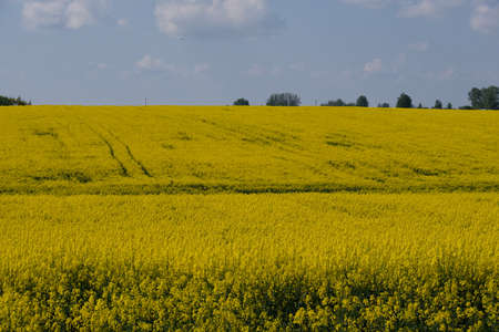 Yellow rape field with trees and bushes under blue sky in early summer, Podlasie Voivodeship,...