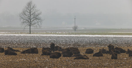 Free ranging european bison herd resting in wintertime field, Bialowieza Forest, Poland, Europe