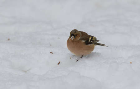 Common Chaffinch (Fringilla coelebs) in snow, Podlaskie Voivodeship, Poland, Europe