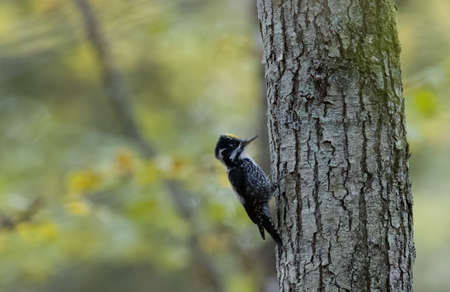 Eurasian Three-toed woodpecker (Picoides tridactylus) close up on spruce, Bialowieza Forest, Poland, Europeの写真素材