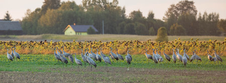 Group of Cranes (Grus grus) in row, Podlaskie with sunflowers and houses in background, Voivodeship. Poland, Europeの写真素材
