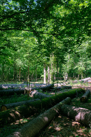 Old deciduous forest in summer midday with logs lying in foreground, Bialowieza Forest, Poland,...