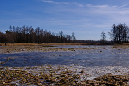 Partly frozen meadows in wintertime sun, Podlaskie \Voivodeship, Poland, Europeの写真素材