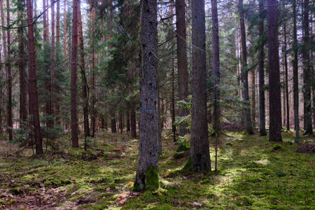 Springtime coniferous forest tree stan in sun with pines and spruces, Bialowieza Forest, Poland,...