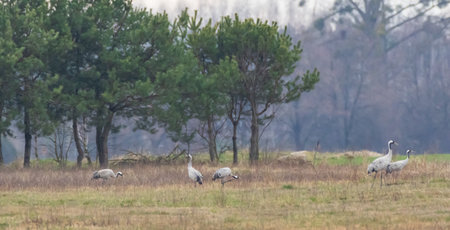 Common Crane (Grus grus) in field against blurred forest, Podlaskie Voivodeship, Poland, Europeの写真素材