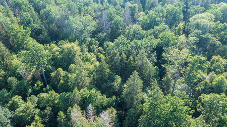 Polish part of Bialowieza Forest to east from Hajnowka aerial view in autumnal sun, Podlaskie...