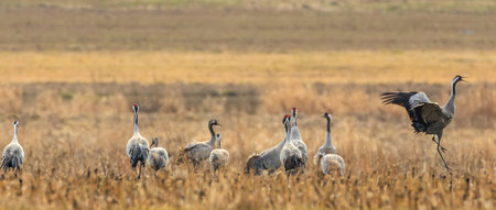 Common Crane (Grus grus) in field against blurred meadow, Podlaskie Voivodeship, Poland, Europeの写真素材