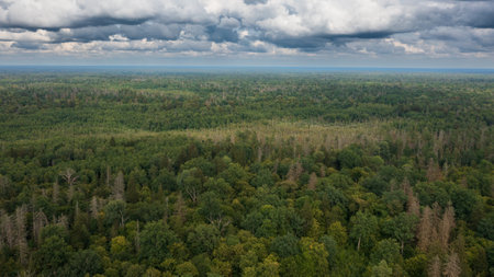 Polish part of Bialowieza Forest to east from Hajnowka