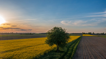 Yellow rape field with tree landscape from aerial, Podlasie Voivodeship, Poland, Europeの写真素材