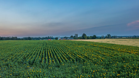 Sunflower field in summertime morning, Podlaskie Voivodeship, Poland, Europeの写真素材