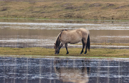 Single female Tarpan like Polish Hors feeding next to water, Podlaskie Voivodesh, Poland, Europeの写真素材