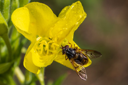 Syrphide family insect on yellow flower closeup,Podlaskie Voivodeship,Poland,Europe