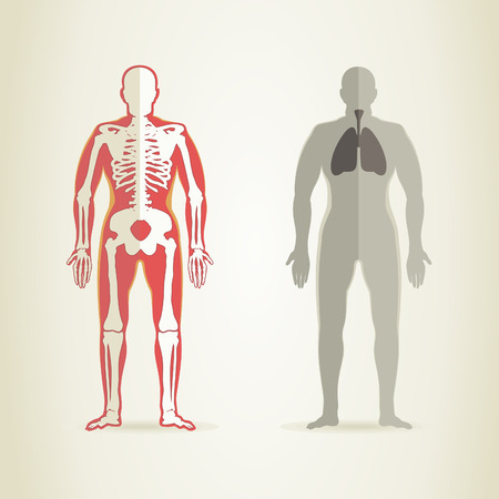 Human anatomy and skeleton. A vector illustrationのイラスト素材