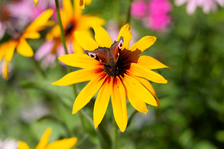 Beautiful butterfly sitting on a yellow flowerの写真素材