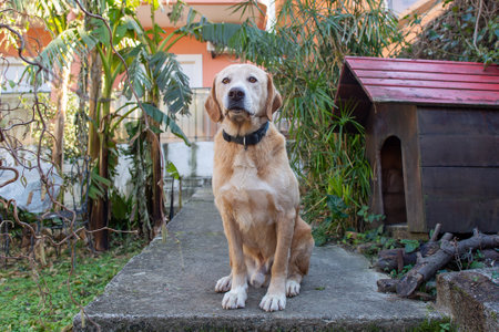 Labrador sits on the street next to the kennelの写真素材