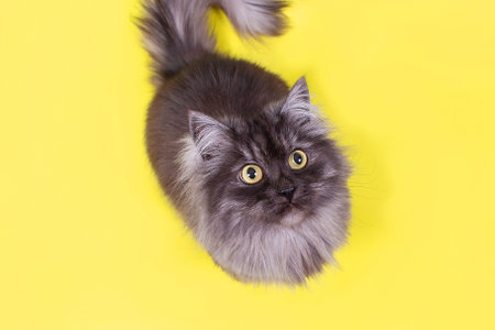 the fluffy beautiful cat with yellow eyes on a yellow backgroundの写真素材