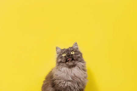 the fluffy gray cat on a yellow background