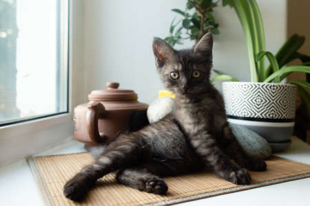 the little gray kitten on the windowの写真素材