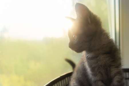 the little gray kitten on the windowの写真素材