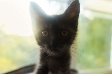 the little gray kitten on the windowの写真素材
