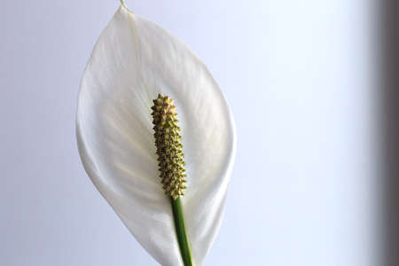 spathiphyllum, a beautiful large indoor flower