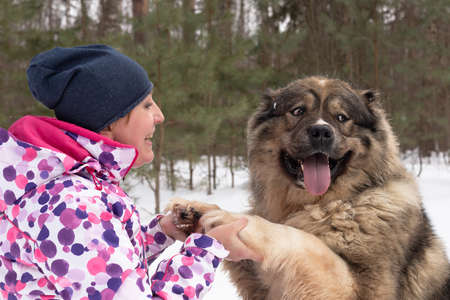 Happy woman with big fluffy Caucasian guard dog in natureの写真素材