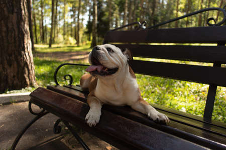 the English bulldog on the benchの写真素材