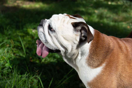 the English bulldog walks in the Parkの写真素材