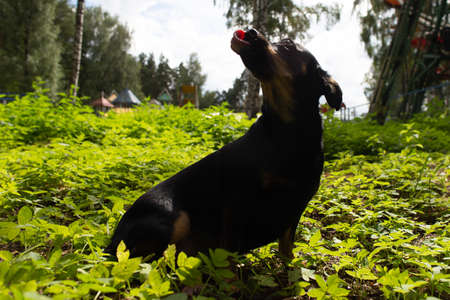 the Little black dog sits on the lawn in the parkの写真素材