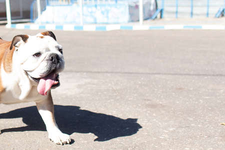 the English Bulldog runs on the roadの写真素材