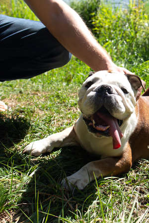 the English bulldog walks in natureの写真素材