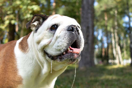 the English bulldog in nature in the parkの写真素材