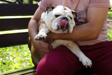 the English bulldog in nature in the parkの写真素材