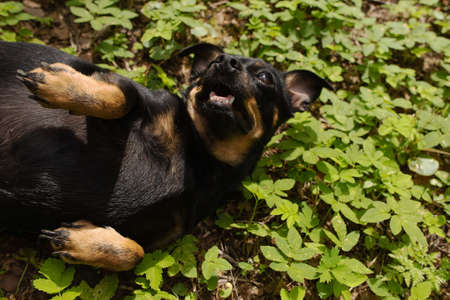 the Beautiful little dog in nature