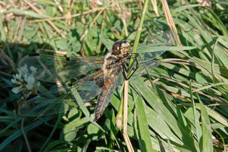 the Big beautiful dragonfly in the grass