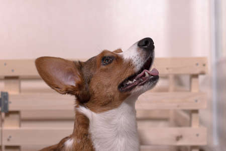 A beautiful, kind dog, a brown-and-white corgi cardigan.の写真素材