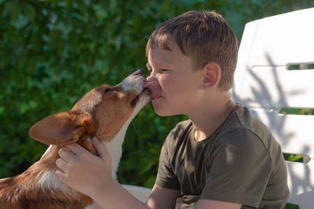 Beautiful little dog corgi cardigan in the arms of a happy boy.の写真素材