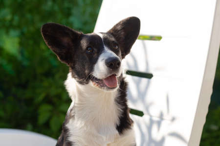 A beautiful cute little Corgi puppy. In nature, close-up.の写真素材