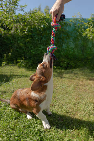 Beautiful little brown dog corgi cardigan. In nature, close-up.の写真素材