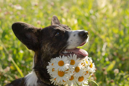 Beautiful little fluffy corgi cardigan puppy in nature. Close-up with white flowers.の写真素材
