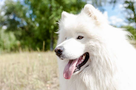 Samoyed. White fluffy dog close-up outdoors in summer.の写真素材