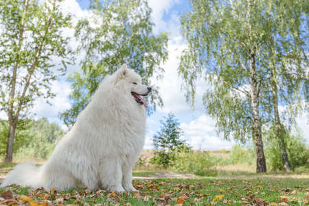 Samoyed. A white big fluffy dog in the park.の写真素材