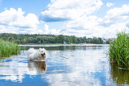 Samoyed. Fluffy white big dog in the water.の写真素材