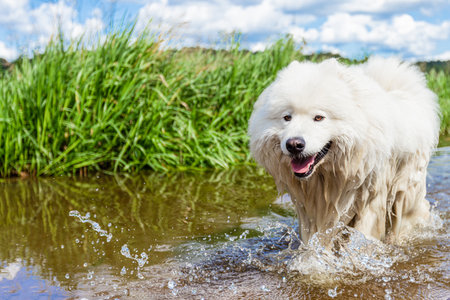 Samoyed. Fluffy white big dog in the water.