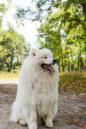 Samoyed. White fluffy dog outdoors in summer.の写真素材
