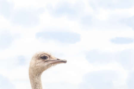 The head of an African ostrich in the open air. A big bird.の写真素材