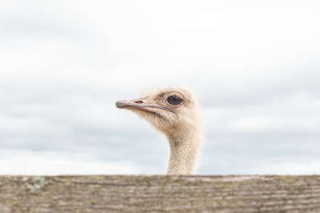 The head of an African ostrich in the open air. A big bird.の写真素材