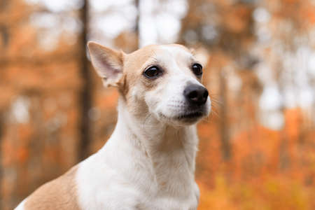 Jack Russell, a little playful dog in nature in autumn. Close-up.