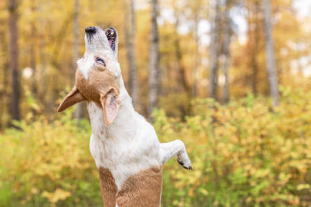 Jack Russell, a small playful dog in nature in autumn.